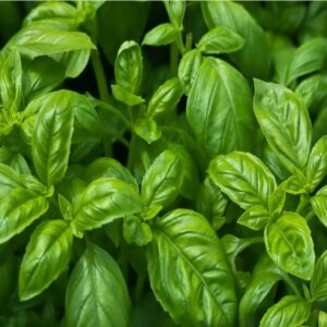 Basilic