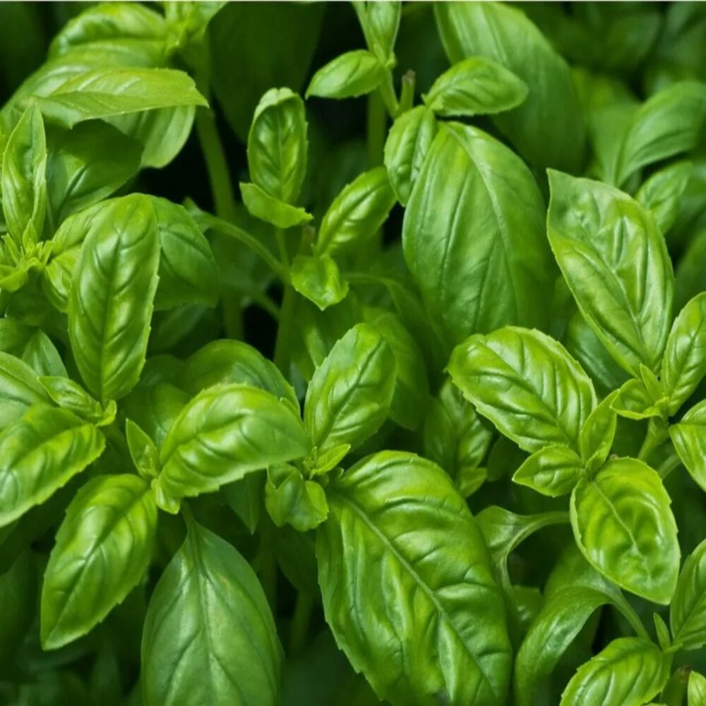 Basilic