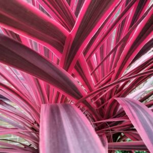 Cordyline 'Charlie Boy'