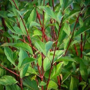 Cornus Alba