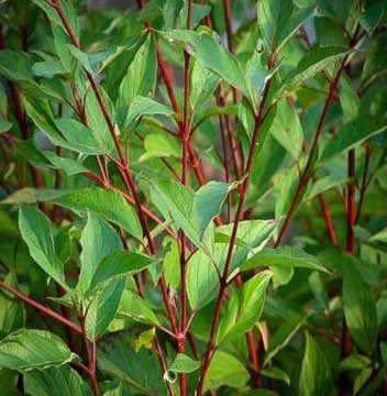 Cornus Alba