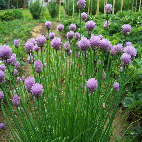 Ciboulette
