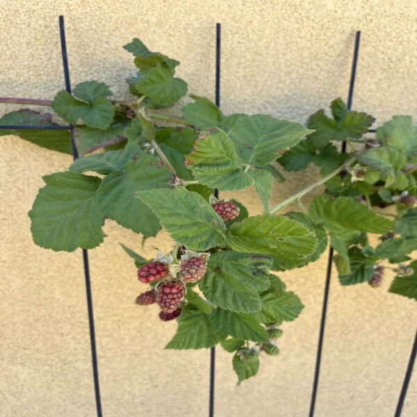 Murier Framboise - Rubus loganobaccus – Image 2