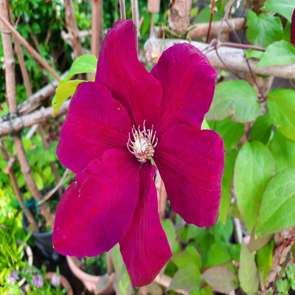 Clematis 'Rouge Cardinal' – Image 2