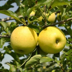 Pommier 'Golden Delicious'