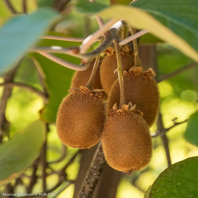 Kiwi 'Atlas' - Actinidia Deliciosa (Mâle)