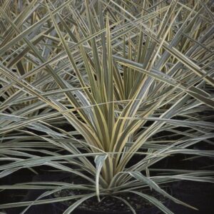 Cordyline australis 'Torbay Dazzler'