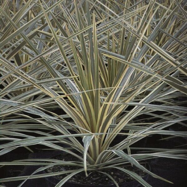 Cordyline australis 'Torbay Dazzler'