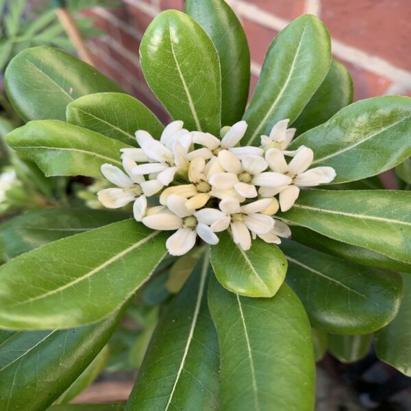 Pittosporum Tobira – Image 2