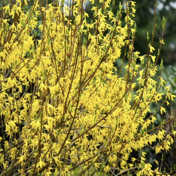 Forsythia Intermedia – Image 2