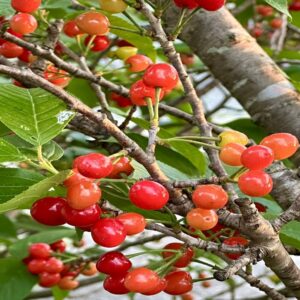 Cerisier 'Stella'