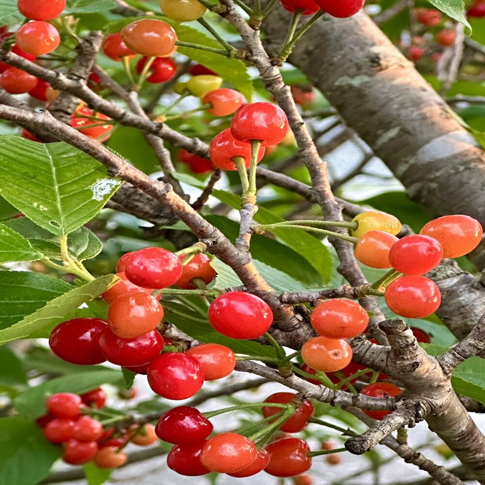 Cerisier 'Stella'