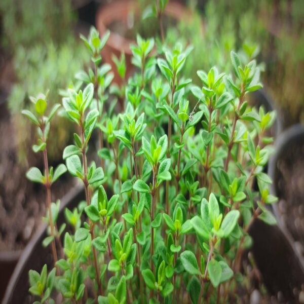 Thym citron