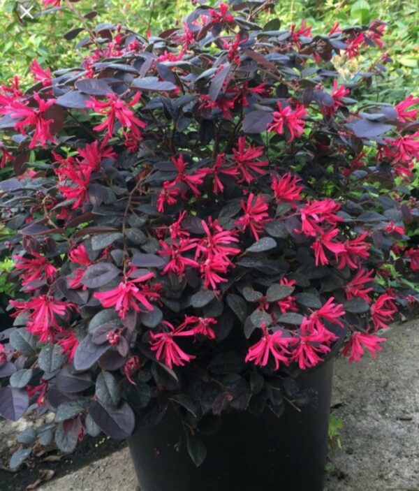 Loropetalum chin. 'Black Pearl' – Image 5