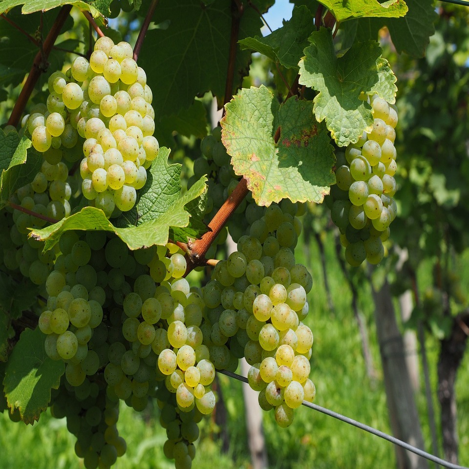 Vigne 'Lakemont'