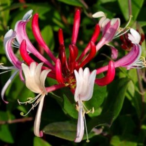 Lonicera japonica 'Red World'