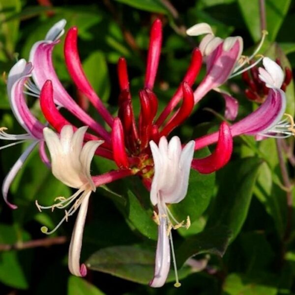 Lonicera japonica 'Red World'