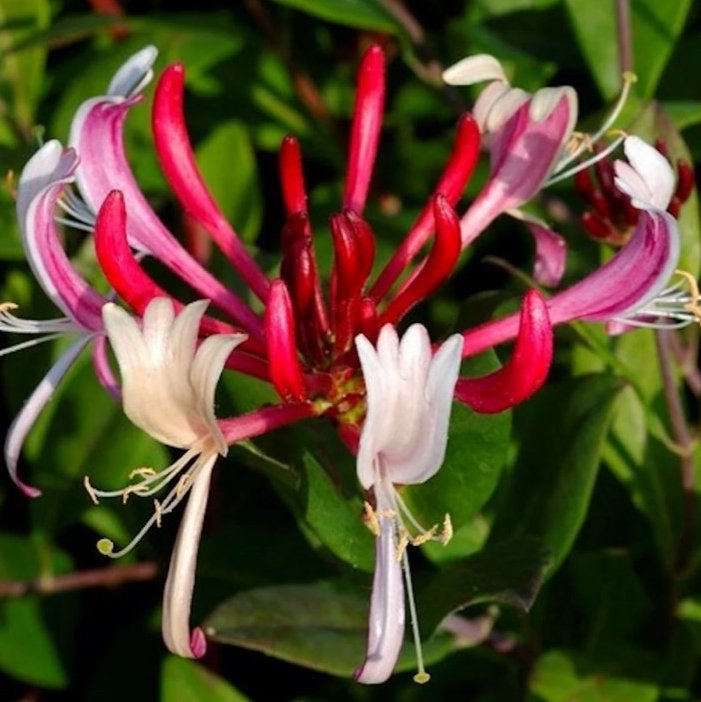 Lonicera japonica 'Red World'