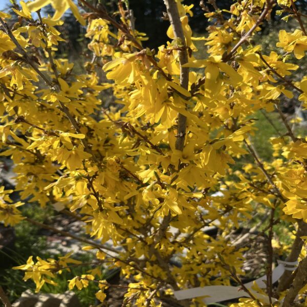 Forsythia Intermedia – Image 3