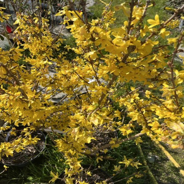 Forsythia Intermedia – Image 4