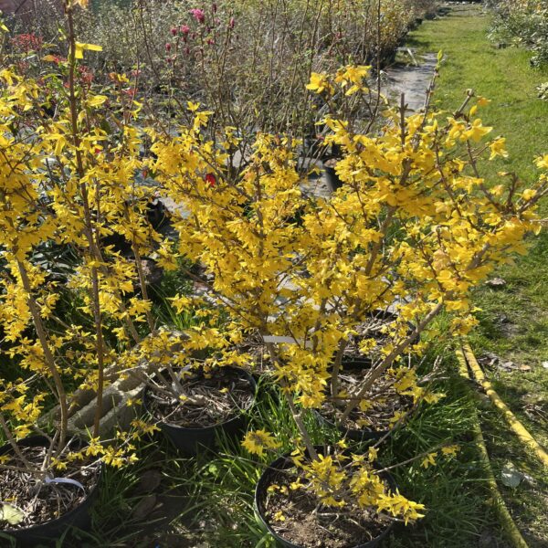 Forsythia Intermedia – Image 5