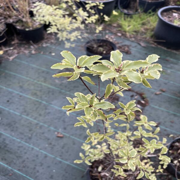 Pittosporum ten. variegatum – Image 2