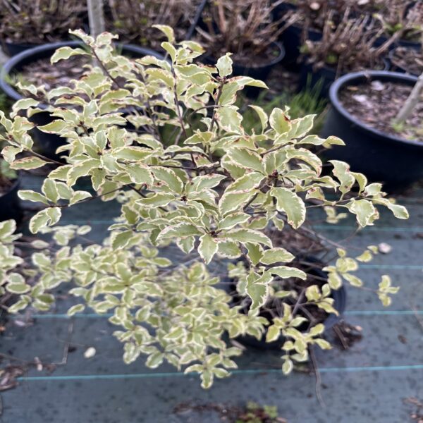 Pittosporum ten. variegatum – Image 3