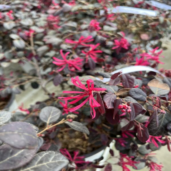 Loropetalum chin. 'Black Pearl' – Image 2