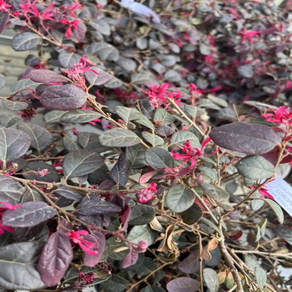 Loropetalum chin. 'Black Pearl' – Image 3