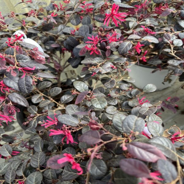 Loropetalum chin. 'Black Pearl' – Image 4