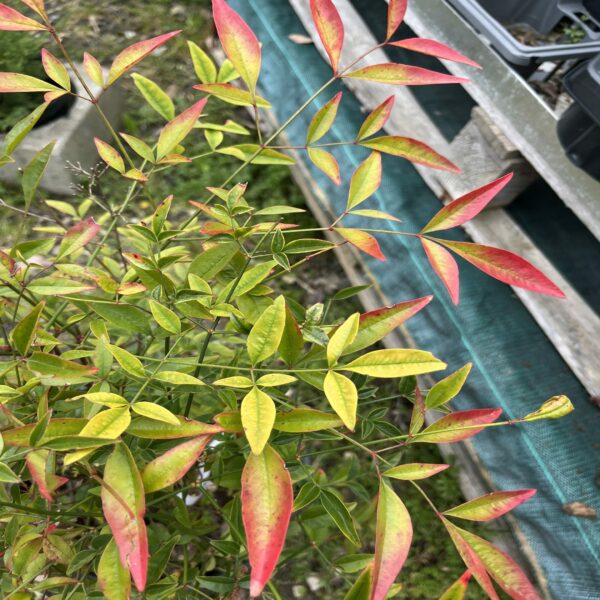 Nandina domestica