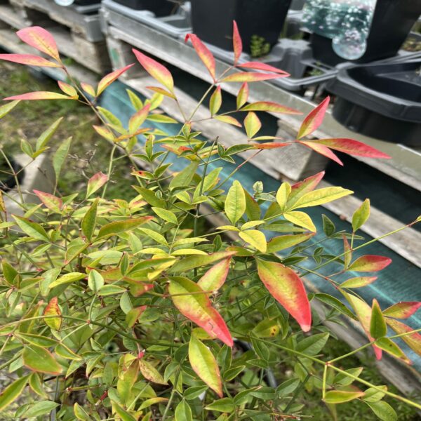 Nandina domestica – Image 3