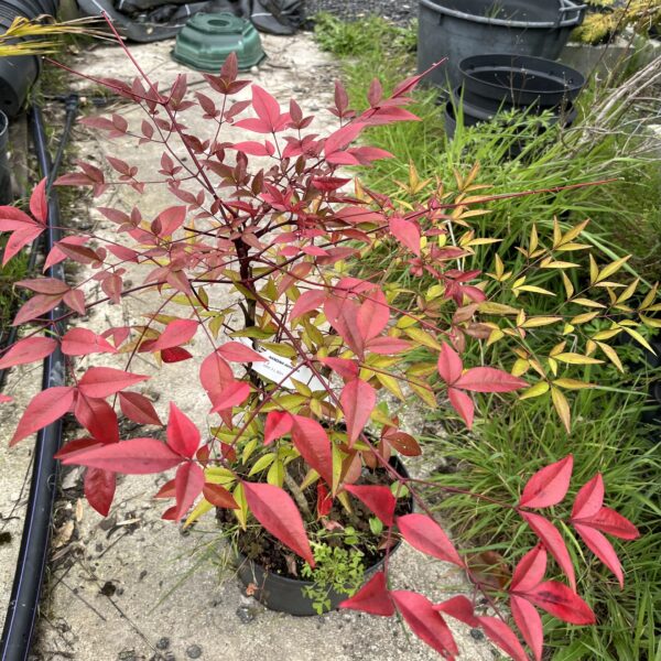 Nandina domestica – Image 2