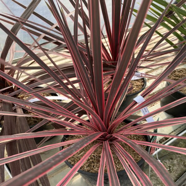 Cordyline 'Charlie Boy' – Image 2