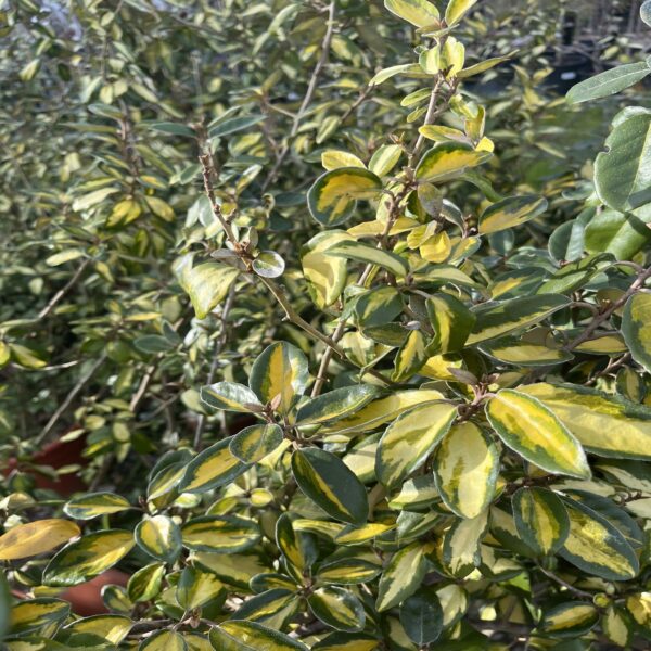 Elaeagnus ebb. 'Limelight' – Image 3