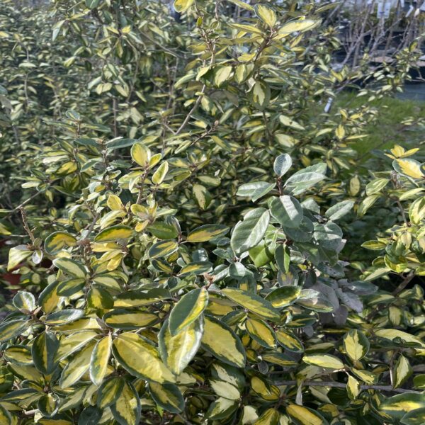 Elaeagnus ebb. 'Limelight' – Image 4