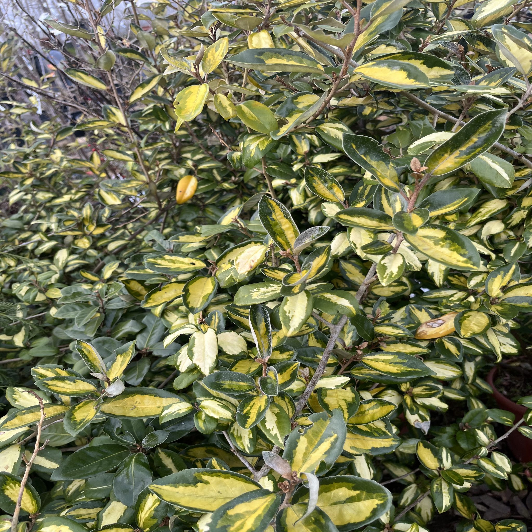 Elaeagnus ebb. 'Limelight'