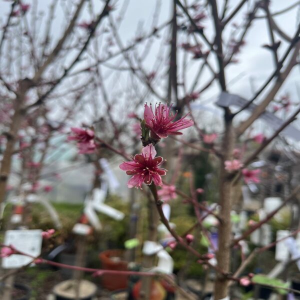 Nectarine 'Snow Queen' – Image 2