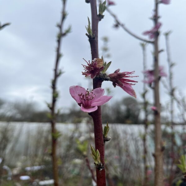 Pêcher 'Springtime' – Image 2