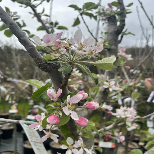 Pommier 'Golden Delicious' – Image 2