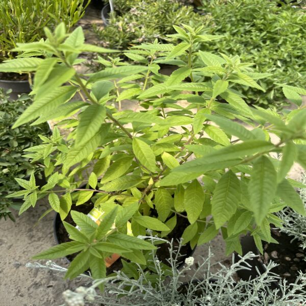 Verveine citronnelle