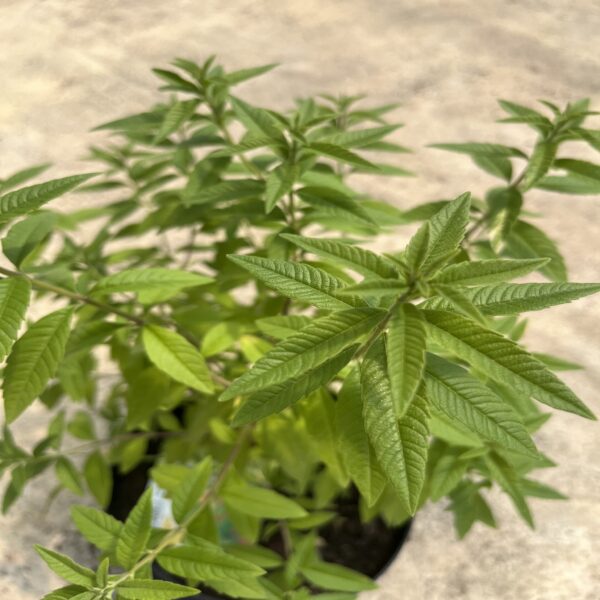 Verveine citronnelle – Image 2