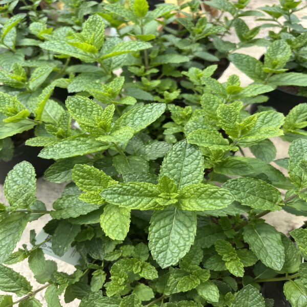 Menthe marocaine