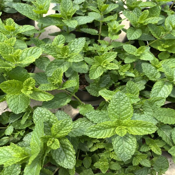 Menthe marocaine – Image 2