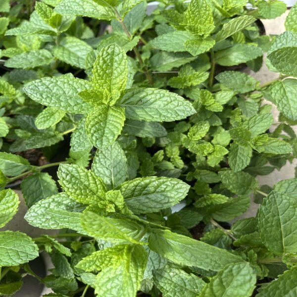 Menthe marocaine – Image 3