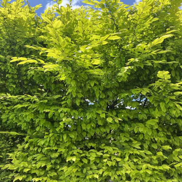 Carpinus Betulus - Charme commun, Charmille
