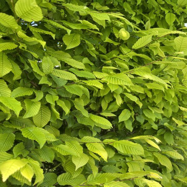 Carpinus Betulus - Charme commun, Charmille – Image 2