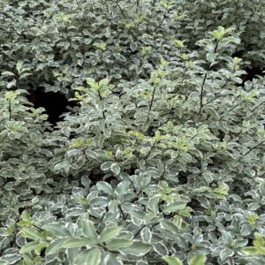 Pittosporum ten. variegatum