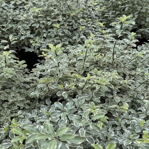 Pittosporum ten. variegatum