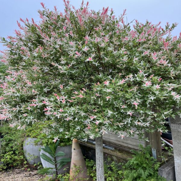 Saule Crevette - Salix Integra 'Hakuro Nichiki' – Image 2
